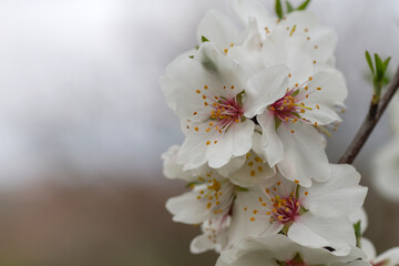 Almond tree white flowers