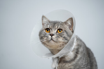 Gray Scottish Straight cat with yellow eyes in medical collar poses in studio on gray background. Elizabethan collar. Domestic cat in protective collar after surgery on examination table in clinic