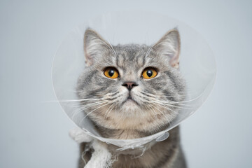 Scottish straight gray cat in veterinary plastic cone on head at recovery after surgery posing in...