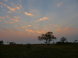 Beautiful sunset in the Okavango delta, Botswana