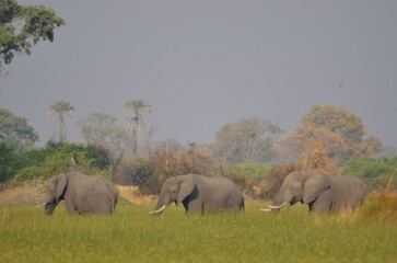 Group of elephants in the Okavango delta