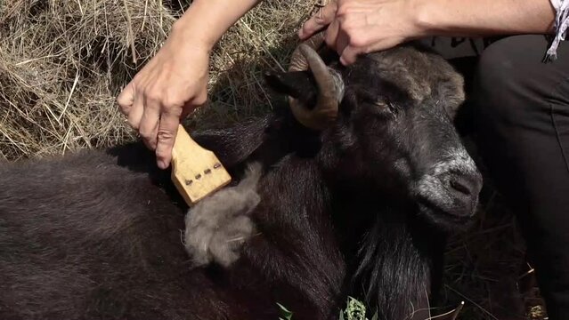 Combing the pashm from goats. Handmade manufacturing yarns from natural goast wool, collecting wool from goast. Collecting cashmere wool. Close-up