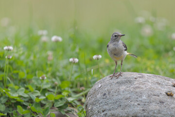 Grey wagtail Motacilla cinerea in close view near a pond