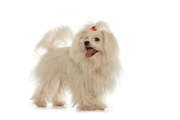 White Maltese dog isolated on white background