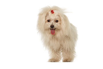 White Maltese dog isolated on white background