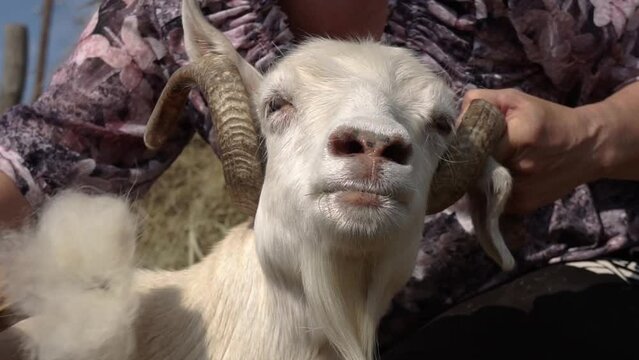 Combing the pashm from goats. Handmade manufacturing yarns from natural goast wool, collecting wool from goast. Collecting cashmere wool. Close-up