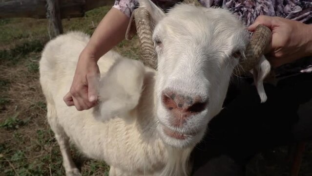 Combing the pashm from goats. Handmade manufacturing yarns from natural goast wool, collecting wool from goast. Collecting cashmere wool. Close-up