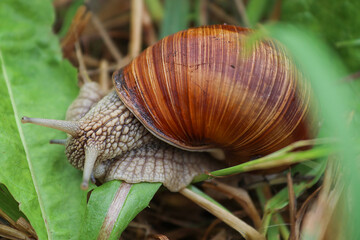 A grape snail on the green grass. Soft focus.