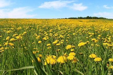 Beautiful flowers of yellow dandelions in nature in warm summer or spring in a meadow in sunlight. A dreamy artistic image of the beauty of nature. Soft focus.