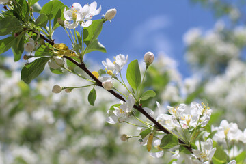 White flowers of a blooming apple tree in spring against a blue sky background on a sunny day close-up macro in nature outdoors. Selective focus.