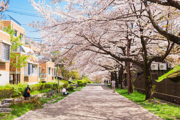 住宅街の桜並木　多摩ニュータウン
