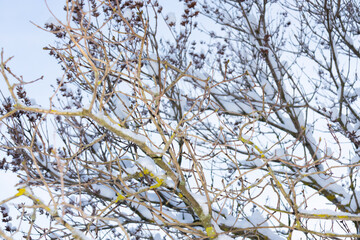 Branches of snowy bare trees with green moss against blue sky