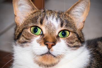 Muzzle of brown tabby cat with yellow eyes close-up