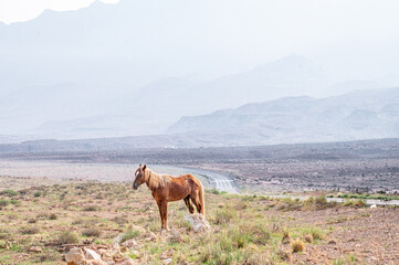 Fototapeta na wymiar Wild Horse on the Roadside in Utah in Fog Caused by Wildfires