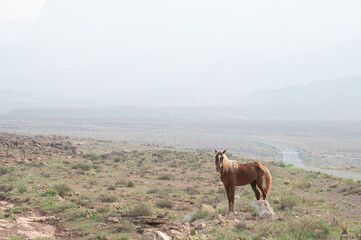 Wild Horse on the Roadside in Utah in Fog Caused by Wildfires