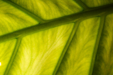 
Textures of a green leaf