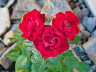 Close-up high angle view of red roses growing in a rock garden. - Powered by Adobe