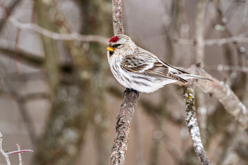 Femal Common Redpoll (Acanthis flammea) - a winter finch
