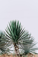 Naklejka na ściany i meble fresh green yucca leaves on a white background. A green yucca plant isolated on a white background.