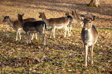 deer in the forest
