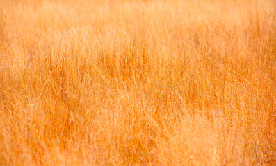 Tall yellow wild grass background - Etosha national park - Namibia, Africa