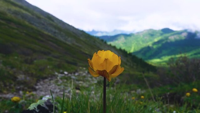 Altai globeflower (Trollius altaicus) in the forest meadows of Altai mountains.