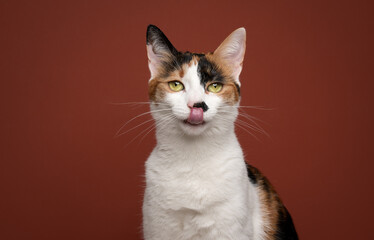 hungry white calico tricolor cat licking lips waiting for food looking at camera on red brown background with copy space