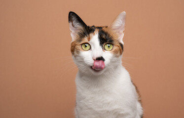 hungry white calico tricolor cat licking lips waiting for food looking at camera on beige or light...
