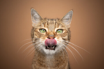 hungry tabby cat licking lips looking at camera waiting for food on brown background with copy space