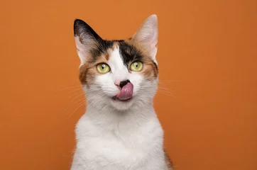 Poster hungry white calico tricolor cat licking lips waiting for food looking at camera on orange background with copy space © FurryFritz
