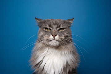 Fototapeta gray white cat portrait looking at camera angry or displeased on blue background obraz