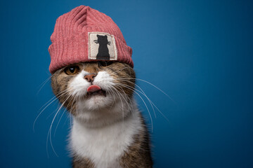 cool cat wearing beanie with kitty label sticking out tongue looking cute on blue background with...