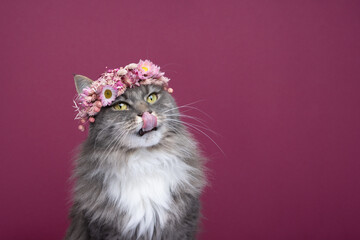cute hungry gray white maine coon cat wearing flower crown on head licking lips looking cute on...