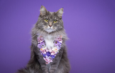 cute fluffy gray white longhair cat wearing flower chain on purple background with copy space looking at camera