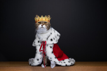 cute cat wearing royal kitty king outfit costume with golden crown and red ermine coat on black background with copy space - obrazy, fototapety, plakaty