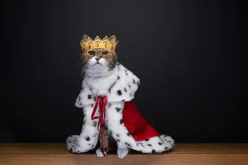 Rolgordijnen schattige kat in koninklijke kitty king outfit kostuum met gouden kroon en rode hermelijn jas op zwarte achtergrond met kopieerruimte © FurryFritz