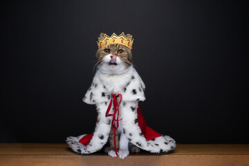 cute hungry cat wearing royal king costume with crown licking lips looking at camera on black...