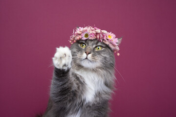 cute gray white maine coon cat wearing flower crown on head raising paw looking cute on burgundy or bordeauy colored background with copy space