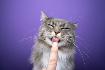 cute gray longhair cat licking creamy snack off pet owner's finger with rough tongue looking at...