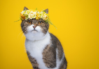 cute fluffy tabby white british shorthair cat wearing flower crown on head looking at camera on...