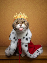 funny naughty cat wearing king costume and crown like a royal kitty sticking out tongue