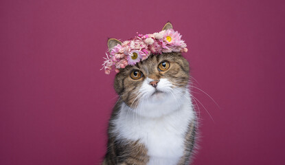 tabby white british shorthair cat wearing beautiful flower crown on head looking at camera....