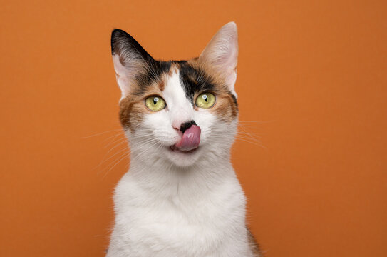 hungry white calico tricolor cat licking lips waiting for food looking at camera on orange background with copy space