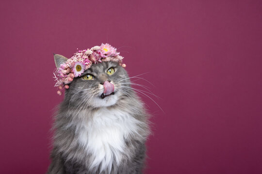 cute hungry gray white maine coon cat wearing flower crown on head licking lips looking cute on burgundy or bordeauy colored background with copy space