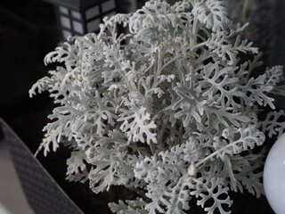 Photo of a white senario that we have in a box on the balcony