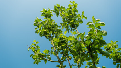 Bright green russet apples growing on a tree in the summer sun