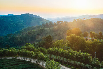 Chiang Rai Thailand, rows of tea plants following contours of hill on plantation in the morning sun.