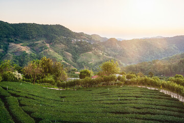 Obraz premium Chiang Rai Thailand, rows of tea plants following contours of hill on plantation in the morning sun.
