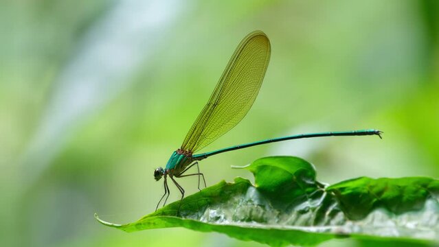 Clear-winged Forest Glory, Vestalis gracilis perched on a leaf facing left while the wind blows in the forest making it bounce allover the place, Khao Yai National Park, Thailand.