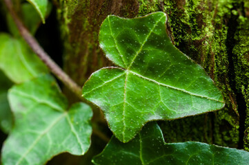 green leaf
